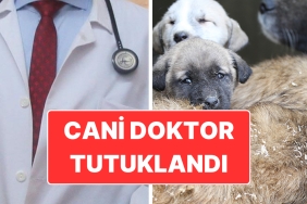 ankarada-cani-doktor-tutuklandi-sokak-hayvanlarini-sahiplenip-oldurmus-IjnBVenl.jpg