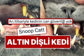 zonguldakta-disi-kirilan-kediye-altin-dis-takildi-tsyaVLxT.jpg