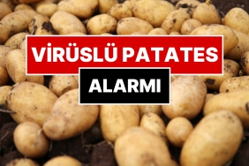 turkiyeye-gelen-tonlarca-patates-viruslu-cikti-QCGud9SY.jpg