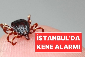 istanbulda-kene-alarmi-son-3-ayda-6-bin-165-olay-tespit-edildi-wRJrl3fW.jpg