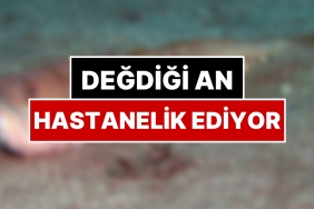 kollarda-curume-dokuda-mevt-bu-baligi-gorenler-dikkat-degdigi-an-hastanelik-ediyor-Ix4OSYtO.jpg
