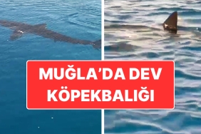 muglada-kopekbaligi-heyecani-tekne-tipi-yapan-turistler-kaydetti-ZVdu1Vgi.jpg