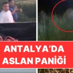 antalyada-aslan-panigi-saldirdigi-ciftci-agir-yaralandi-X8Xk2hM7.jpg