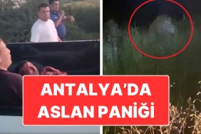 antalyada-aslan-panigi-saldirdigi-ciftci-agir-yaralandi-X8Xk2hM7.jpg