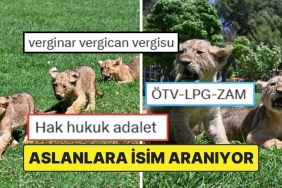 cumhurbaskani-erdogana-ikram-edilen-aslanlarin-yavrularina-isim-araniyor-ZQ9f7vEO.jpg