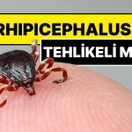 istanbulda-gorulen-kenenin-ismi-konuldu-rhipicephalus-nxvMUk2c.jpg