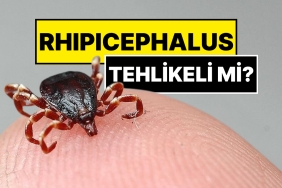 istanbulda-gorulen-kenenin-ismi-konuldu-rhipicephalus-nxvMUk2c.jpg