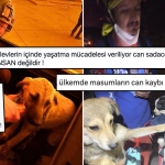 izmir-yaniyor-yangindan-kurtarilan-hayvanlar-aci-tabloyu-gozler-onune-seriyor-vIZYXTSS.jpg