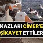 okurken-bu-kadarina-pes-diyeceksiniz-denizde-yuzdukleri-icin-cimere-sikayet-edilen-kazlar-oldu-MUMUR6Vq.jpg