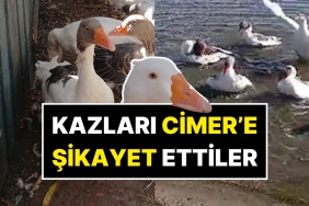 okurken-bu-kadarina-pes-diyeceksiniz-denizde-yuzdukleri-icin-cimere-sikayet-edilen-kazlar-oldu-MUMUR6Vq.jpg