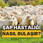 sap-hastaligi-nedir-sap-hastaliginin-belirtileri-nelerdir-nasil-bulasir-sap-hastaligi-besere-bulasir-mi-hwSC6jTD.jpg