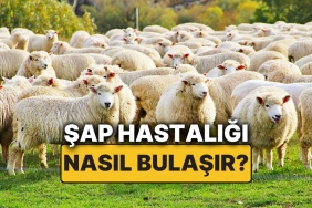 sap-hastaligi-nedir-sap-hastaliginin-belirtileri-nelerdir-nasil-bulasir-sap-hastaligi-besere-bulasir-mi-hwSC6jTD.jpg