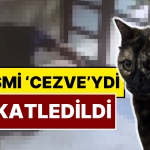 basaksehirde-cezve-isimli-kedi-olduruldu-x-kullanicilari-yasananlara-isyan-etti-TcBcBpWx.jpg