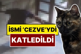 basaksehirde-cezve-isimli-kedi-olduruldu-x-kullanicilari-yasananlara-isyan-etti-TcBcBpWx.jpg