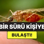 cinde-yeni-salgin-alarmi-sivrisinek-kaynakli-chikungunya-virusu-yayiliyor-fJRyiv4n.jpg