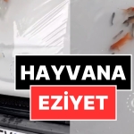 eziyet-akimi-arac-kaputuna-canli-balik-koyup-goruntu-cektiler-Z87yq6ze.jpg