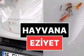eziyet-akimi-arac-kaputuna-canli-balik-koyup-goruntu-cektiler-Z87yq6ze.jpg