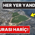 Görenleri Şaşkına Çevirdi: Bursa’daki Orman Yangınında Yemyeşil Kalan Tek Nokta