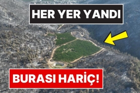 gorenleri-saskina-cevirdi-bursadaki-orman-yangininda-yemyesil-kalan-tek-nokta-arZu7gnI.jpg