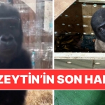 kacak-yollarla-taylanda-goturulmek-istenmisti-zeytin-ismi-verilen-goril-nijeryaya-geri-gonderilecek-zOQ8Oxy7.jpg