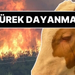 kahreden-imaj-orman-yanginindan-kurtarilan-inegin-gozyaslari-8uhQ6NjK.jpg