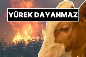 kahreden-imaj-orman-yanginindan-kurtarilan-inegin-gozyaslari-8uhQ6NjK.jpg