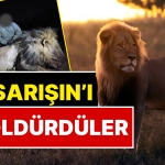 unu-hudutlari-asmisti-sarisin-aslan-18-milyon-tl-odeyen-avcilar-tarafindan-olduruldu-RivBhset.jpg