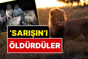 unu-hudutlari-asmisti-sarisin-aslan-18-milyon-tl-odeyen-avcilar-tarafindan-olduruldu-RivBhset.jpg