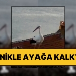 yuvasinda-panikle-ayaklandi-yaren-leylek-balikesir-sarsintisini-saniyeler-evvel-hissetti-Ef7lq9ej.jpg